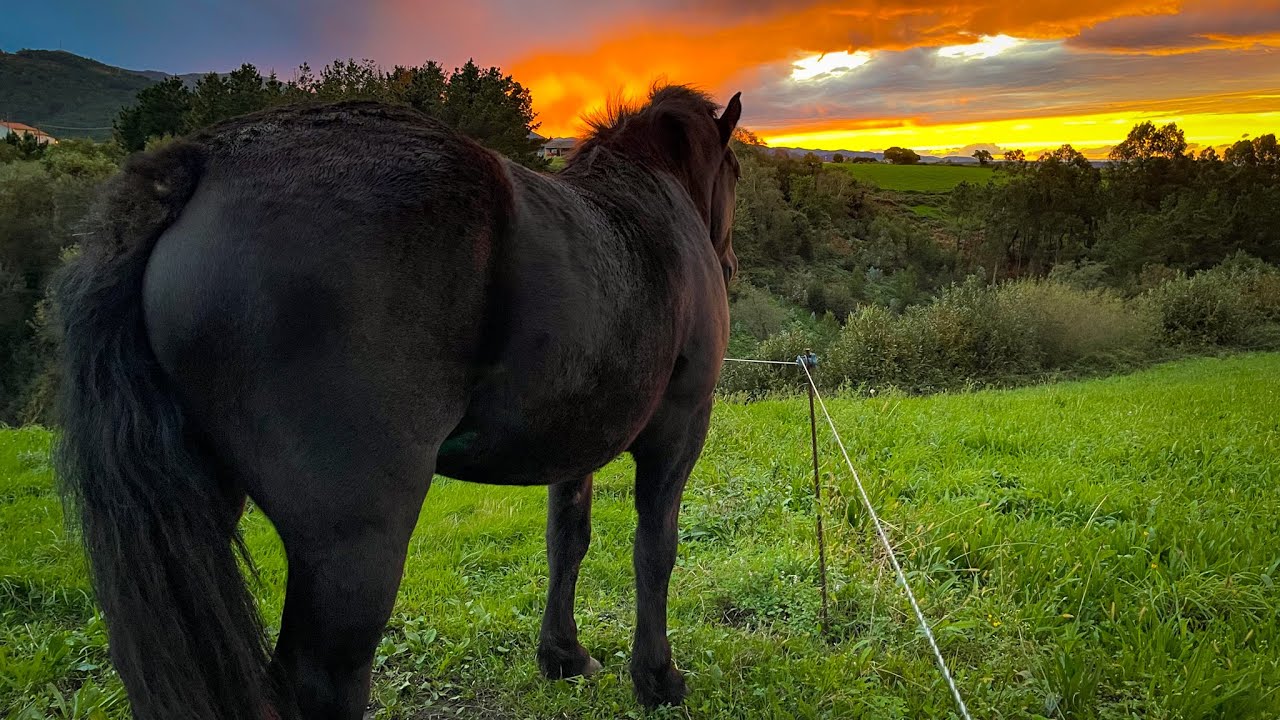 Autumn in Spain - Cinematic iphone video