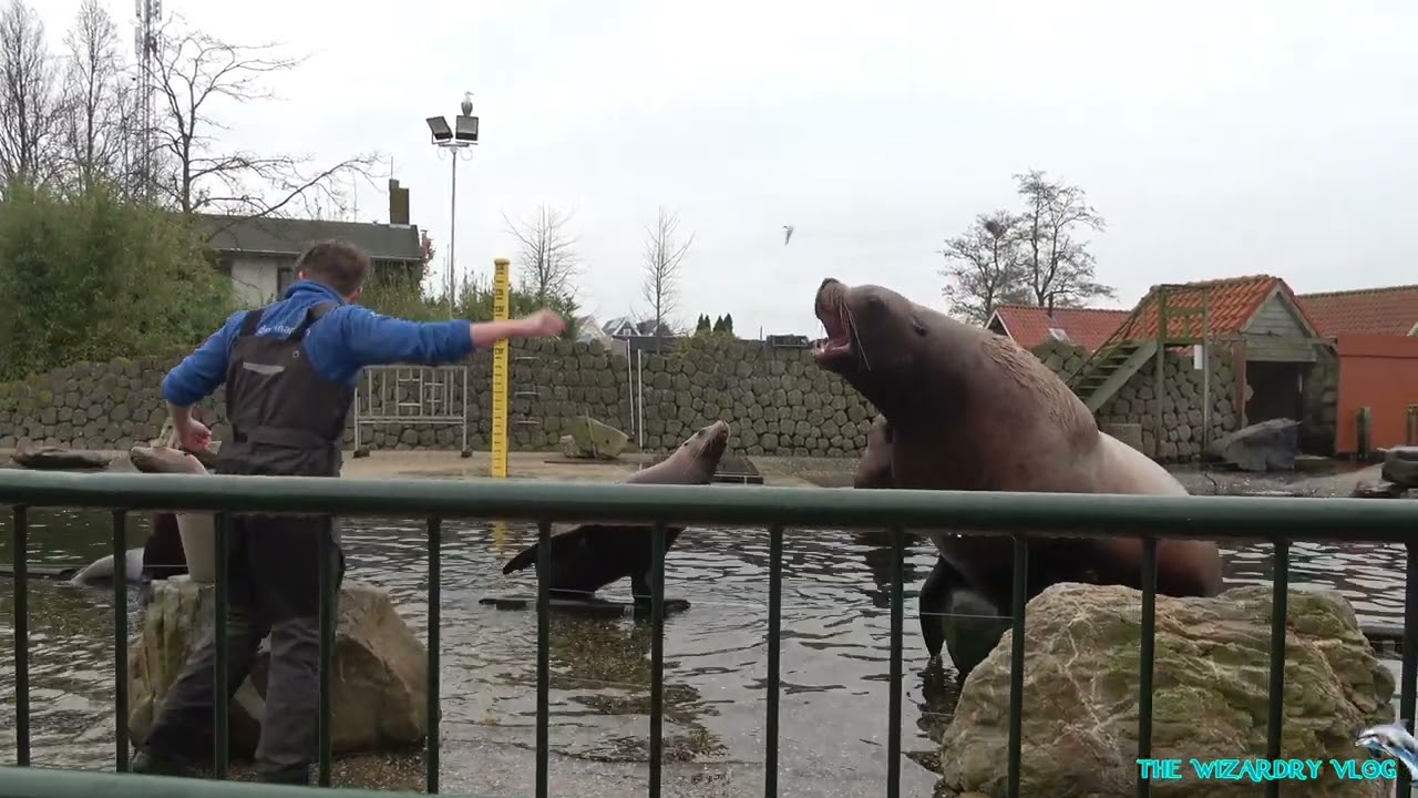 Steller Zeeleeuwen Presentatie bij de Stoere Stellerstek | Dolfinarium | April 2024