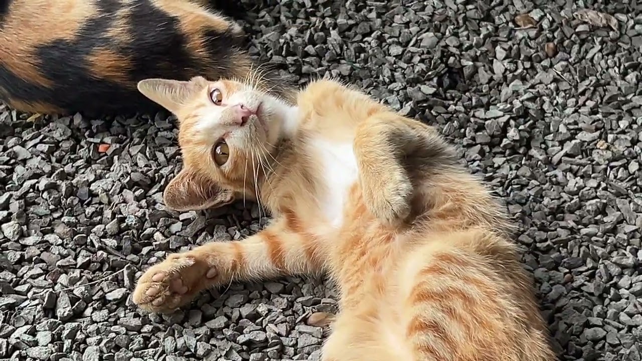 Cutest baby kitten moment video