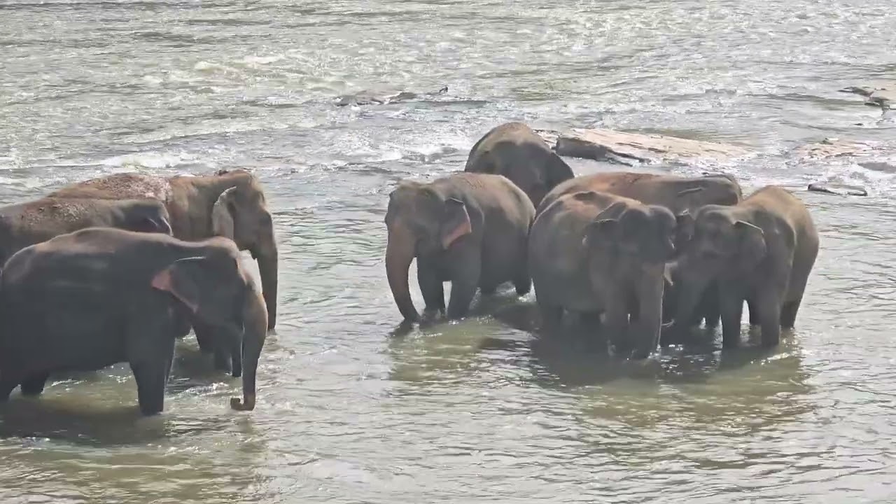Elephants Bathing with Babies at Pinnawala Orphanage | Adorable Family Moments