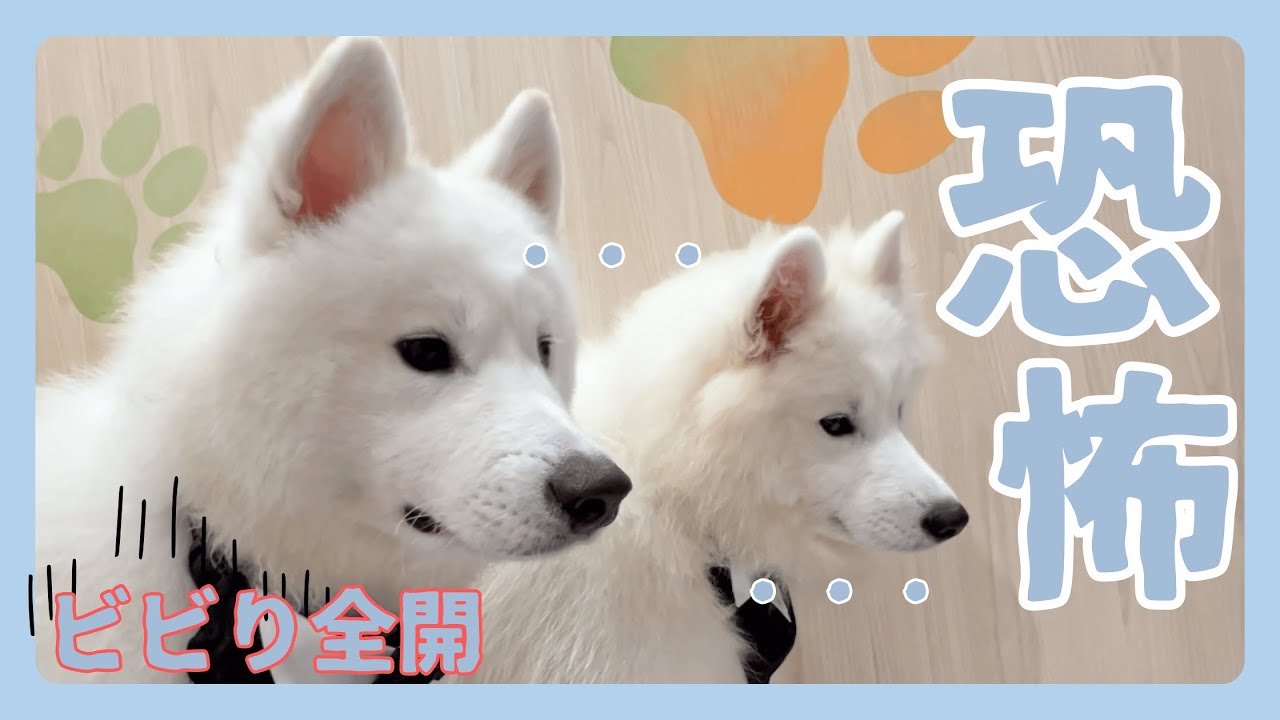 【逃亡】怖くて逃げ回るサモエド・・ビビりな２匹の誕生日お祝い！！
