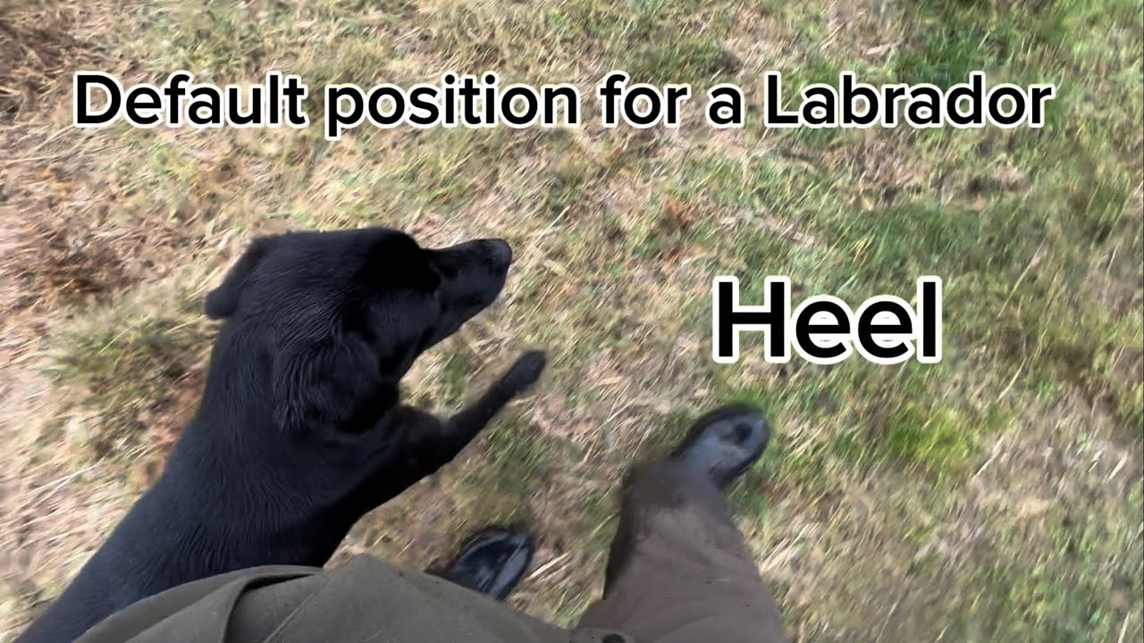 Heel Position is the default position for your Labrador, Gundog Training, Heel Work, Dog Training