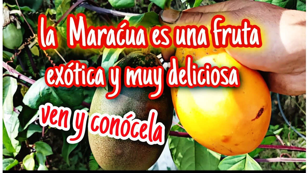 la Maraćua fruta exótica súper deliciosa 🍋🤤
