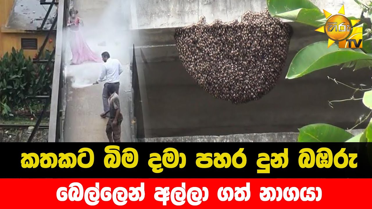 කතකට බිම දමා පහර දුන් බඹරු - බෙල්ලෙන් අල්ලා ගත් නාගයා - Hiru News