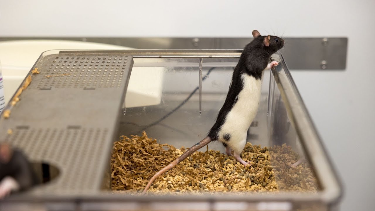 The Essential Role of Animal Care in Research at Trent