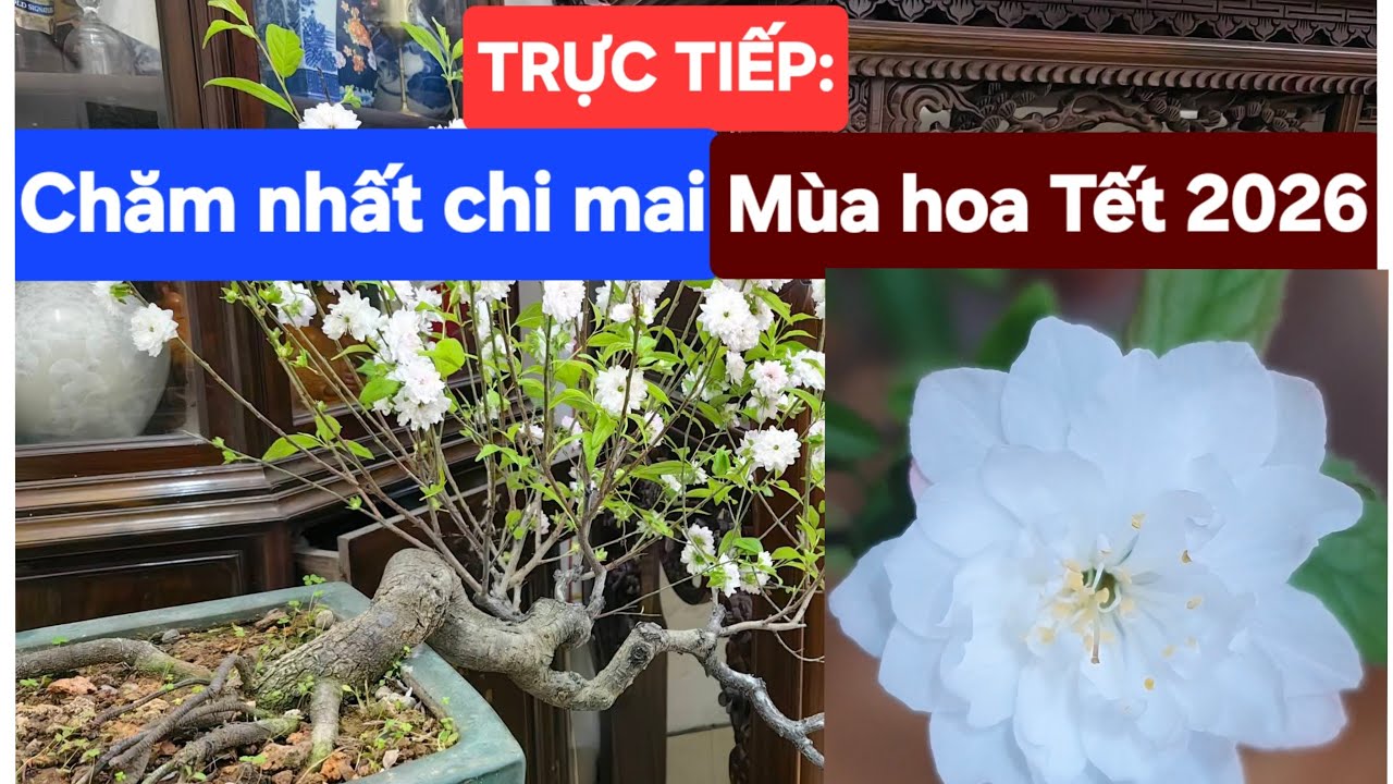 Phát trực tiếp: Chăm nhất chi mai mùa hoa tết 2026