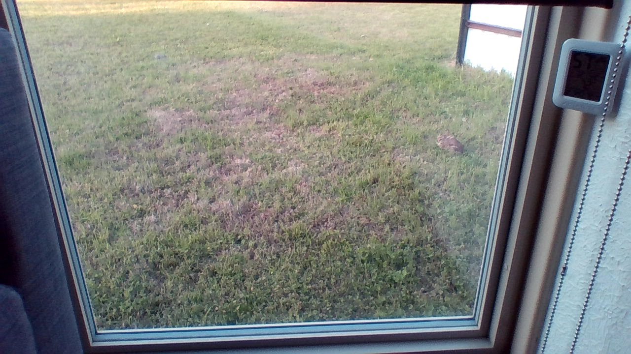 Bunny in the front yard