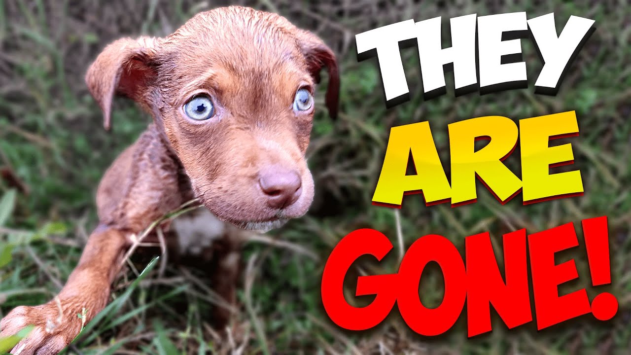 Abandoned Puppy was Scared to Death after Losing Her Mom & Dad Until This Happened