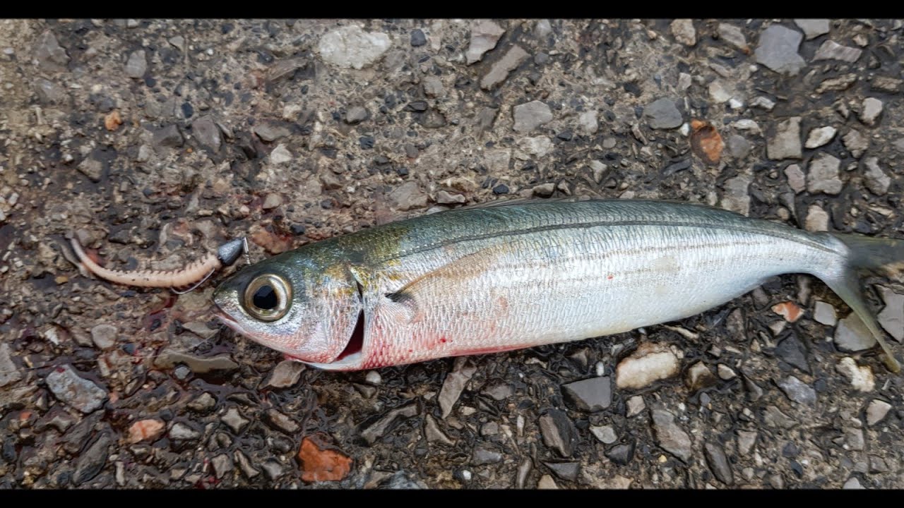 Ultralight fishing with Maryuku Power Isome worms Adriatic Sea(Selce)