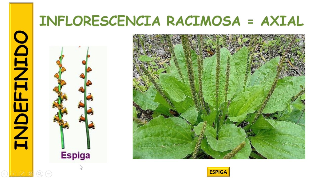 MORFOLOGÍA DE LA INFLORESCENCIA