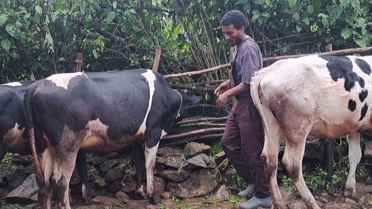 ከመምህርነት ሙያ ወደ እንስሳት እርባታ  የተሰማራው  ወጣት