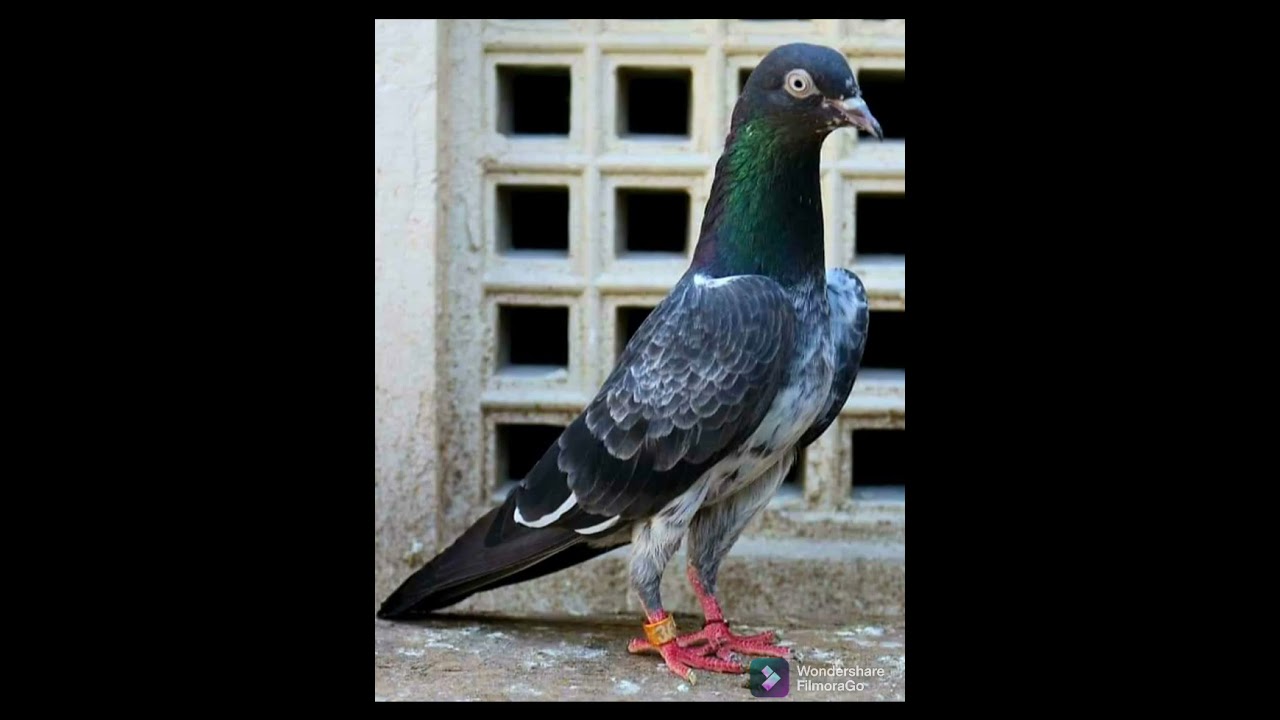 Best pigeon collection across Pakistan