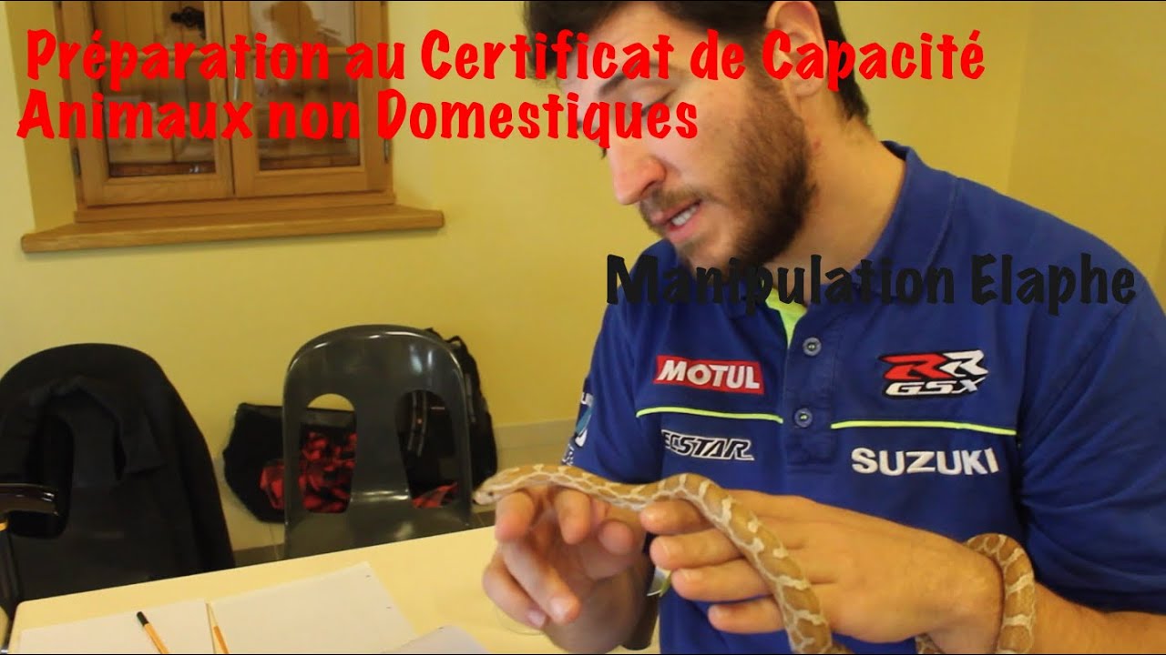Certificat de capacité Espèces non domestiques - Manipulation Elaphes/Pantherophis