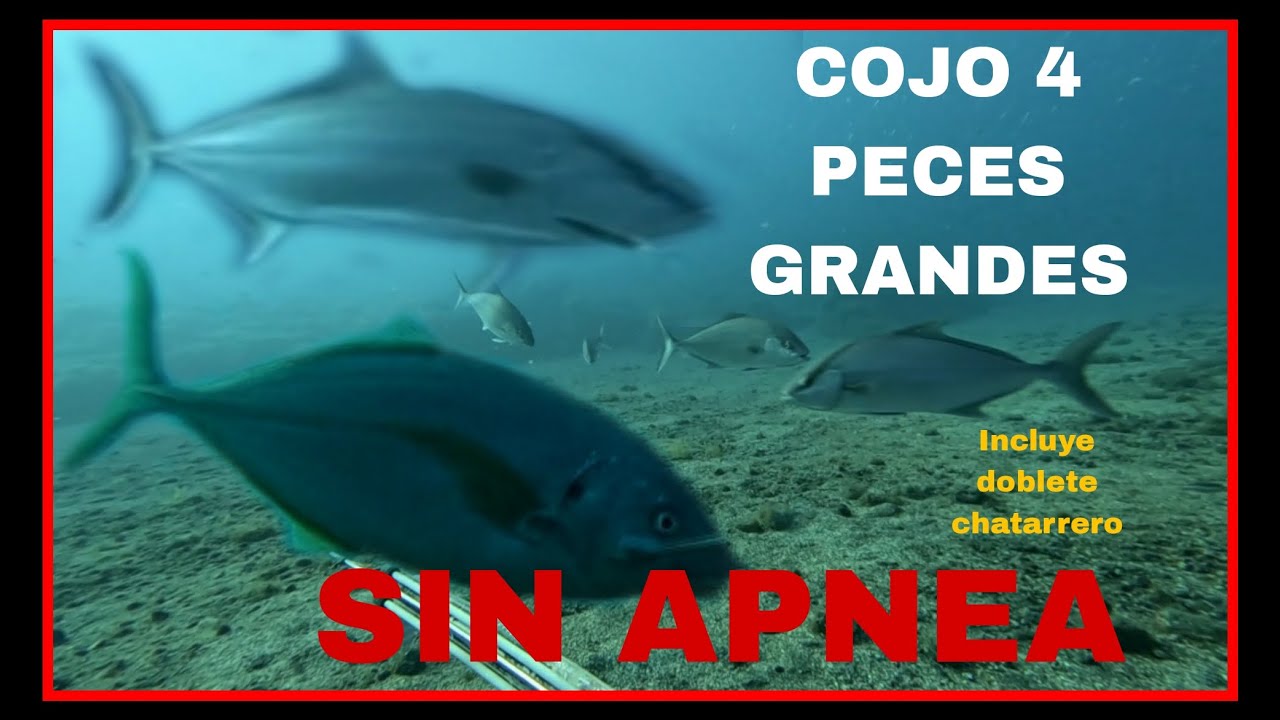 COJO PECES GRANDES SIN APNEA, PESCA SUBMARINA SPEARFISHING GRUPER1007