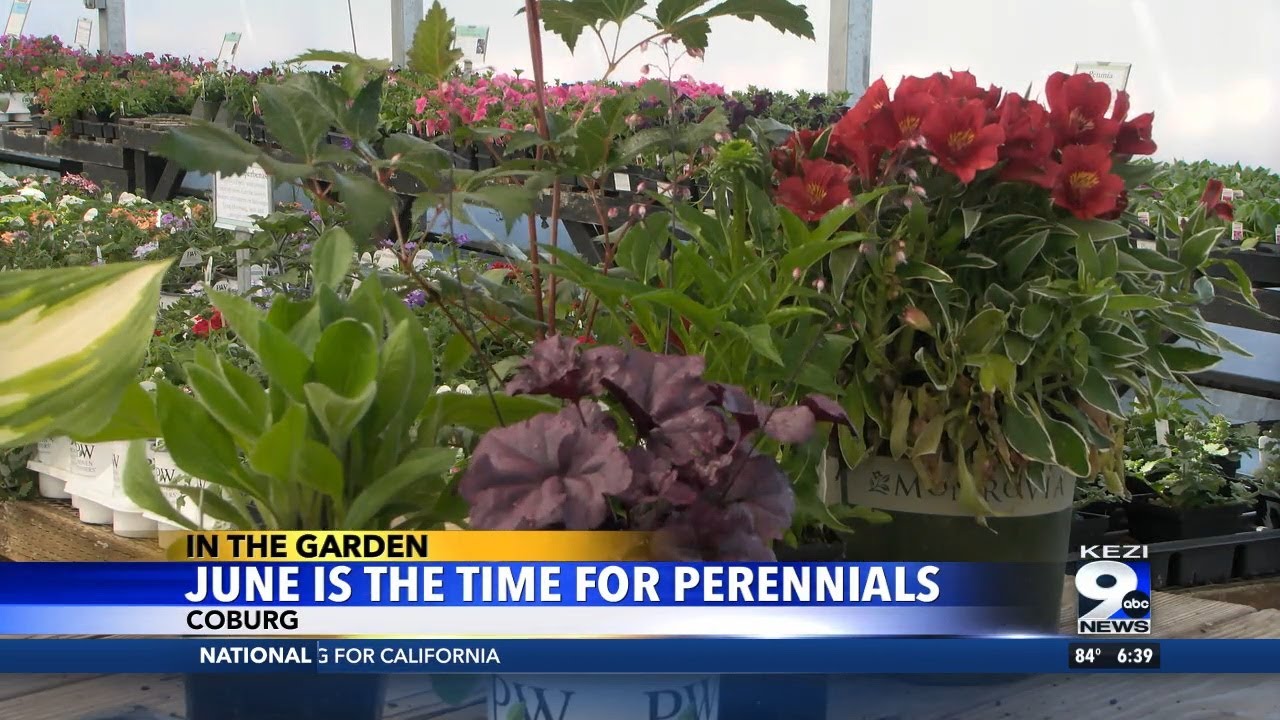 In the Garden: June is Perennial planting time