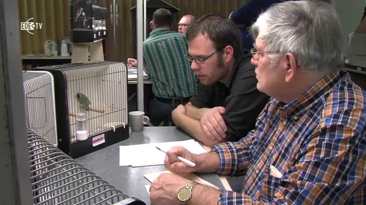 130 vogeltjes wordt gekeurd voor vogelshow (EDE TV Nieuws 13-11-2014)