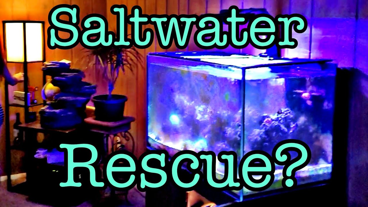 OFR'S  Saltwater tank Rescue - full setup - tank stand fish filtration, up and running