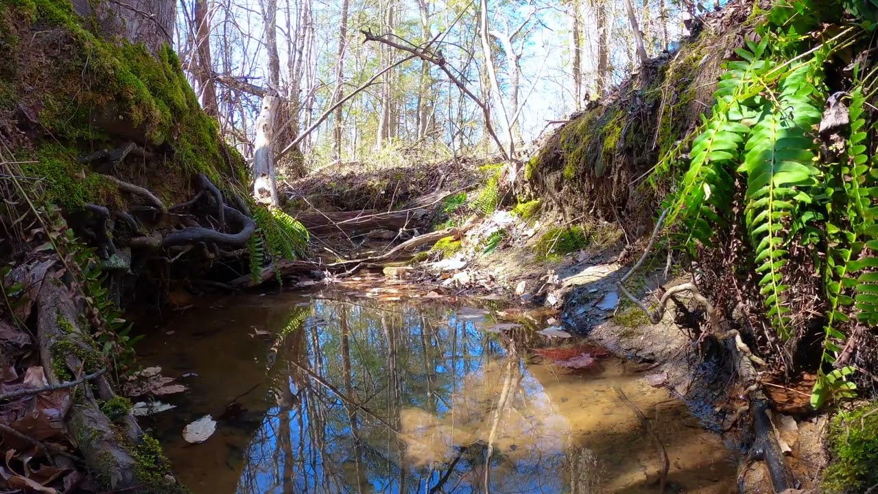 Clear Your Mind with Relaxing Frog Sounds for Stress Relief