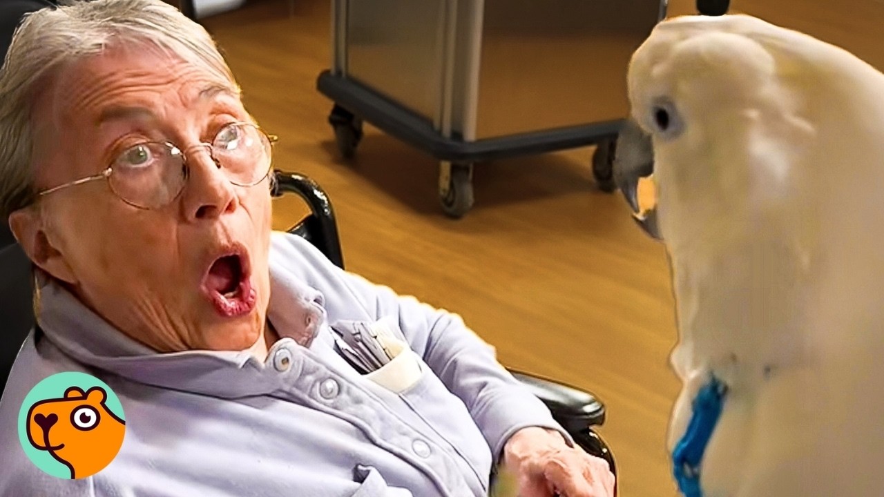 Cockatoo Thinks Grandma Is His GF And Puts On A Show  | Cuddle Buddies