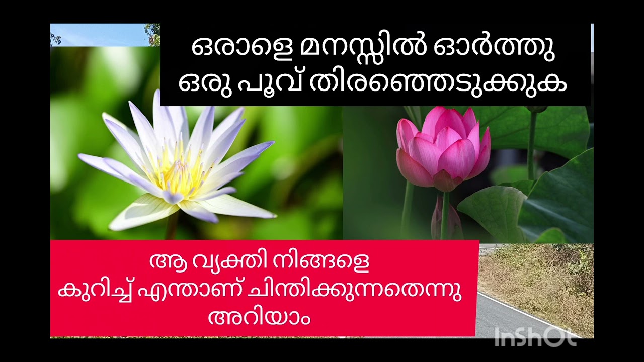 ഒരാളെ മനസ്സിൽ ഓർത്ത് ഒരു പൂവ് തിരഞ്ഞെടുക്കുക /ആ വ്യക്തി നിങ്ങളെ കുറിച്ച് ചിന്തിക്കുന്നത് അറിയാം 