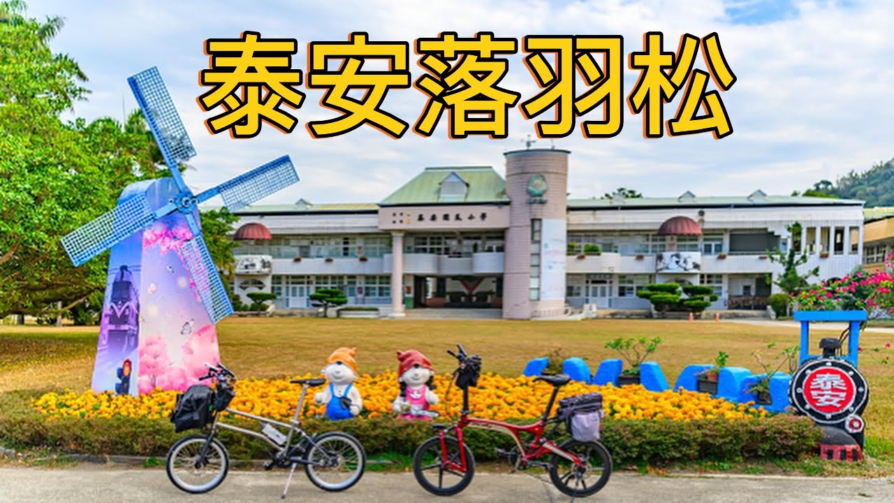 泰安落羽松
