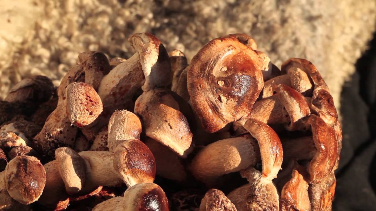 Odla egen svamp -så här gör du!