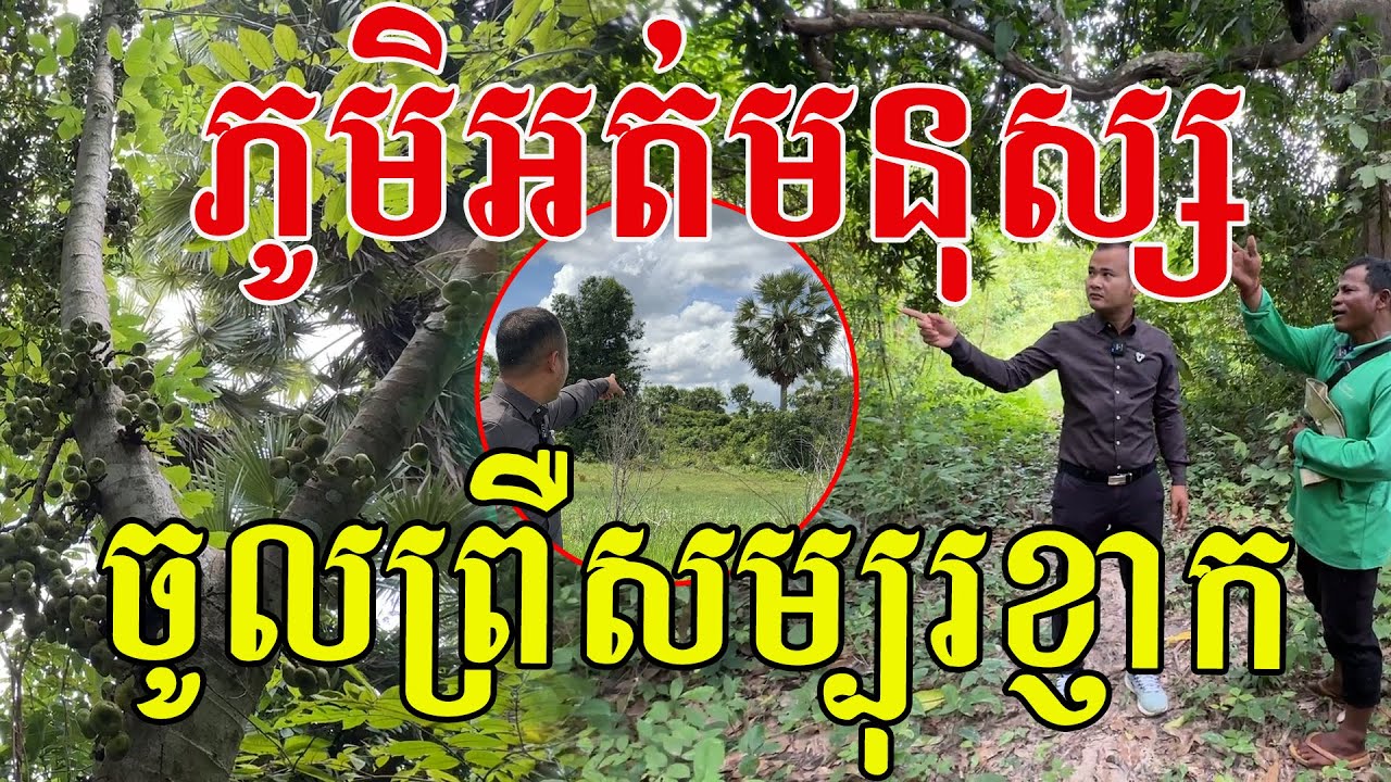 ភូមិបុរាណអត់មនុស្ស ដើមឈើរយឆ្នាំធំៗម្លប់ត្រឈឹងត្រឈៃ