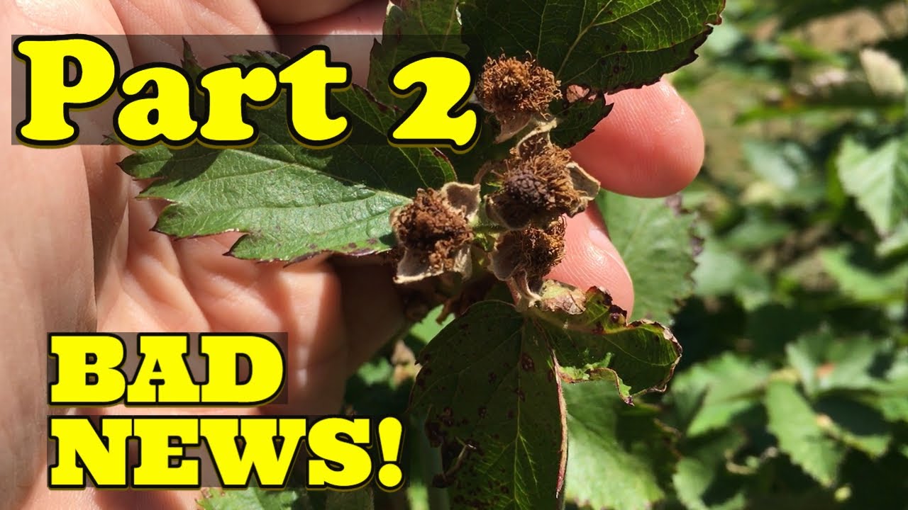 THIS IS VERY BAD - Part 2 - Dr JOHN CLARK RESPONDS!  #primearkfreedom #primearkfreedomberries
