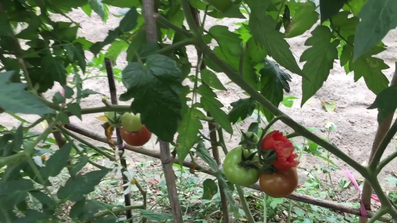 種蕃茄修枝要夠狠心