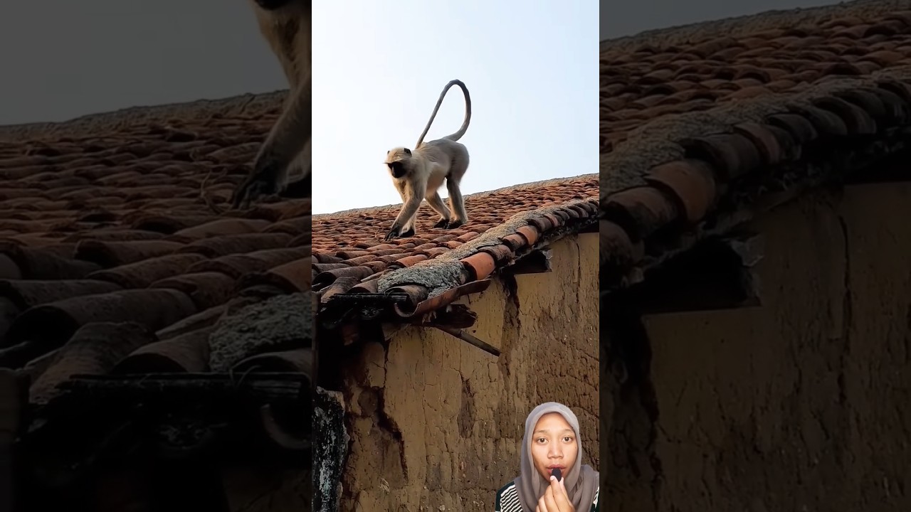 Suara monyet uu' aa' #shortvideo #shorts #trending