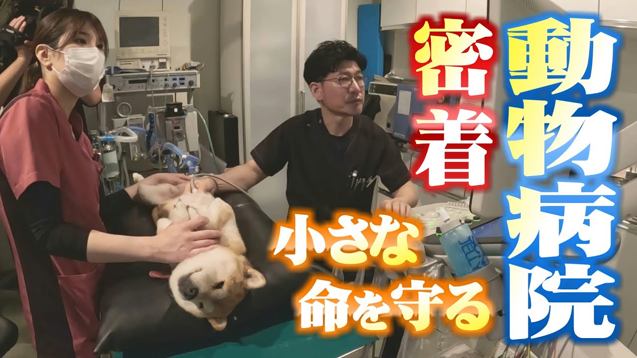 密着！動物病院　小さな命を守る最前線