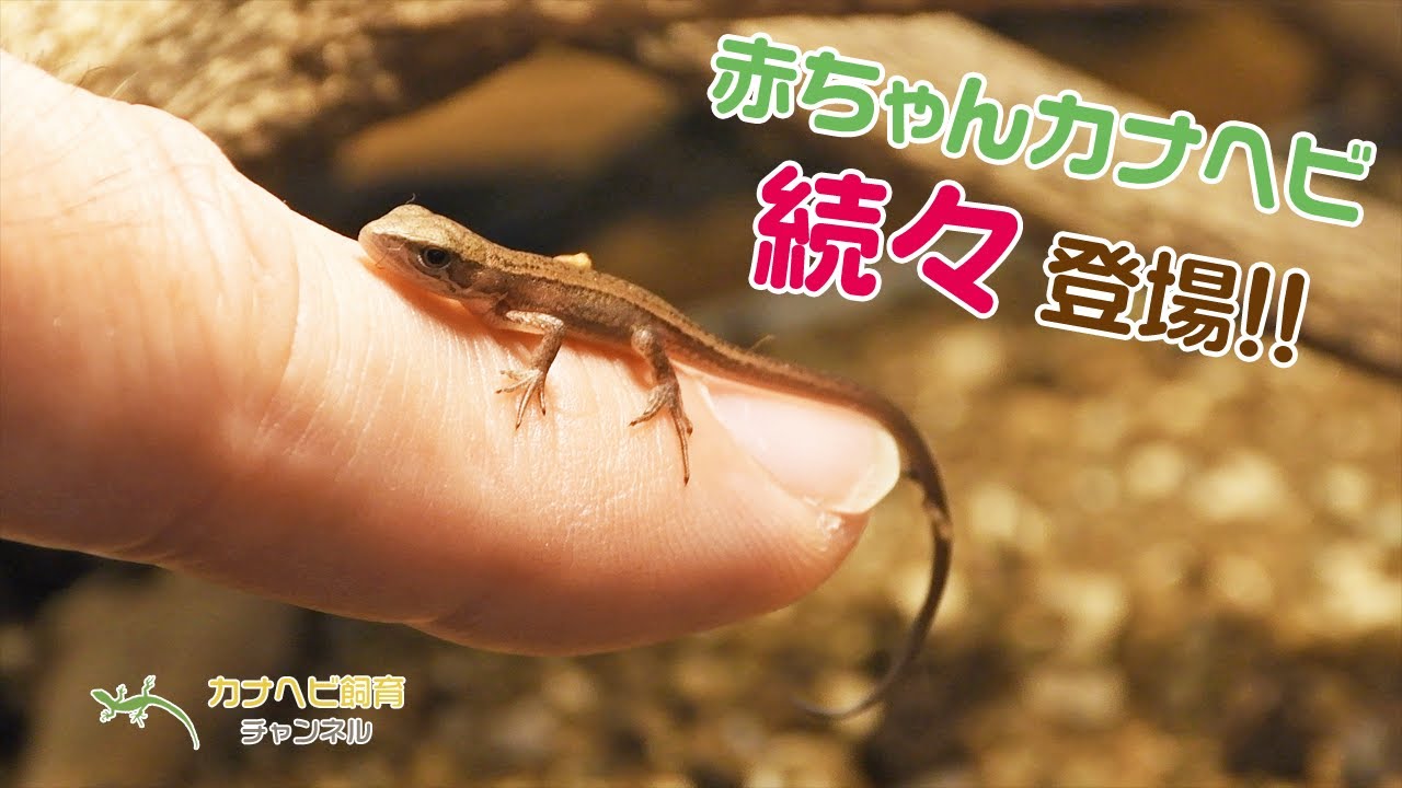 次々と生まれてくるカナヘビの赤ちゃんたち