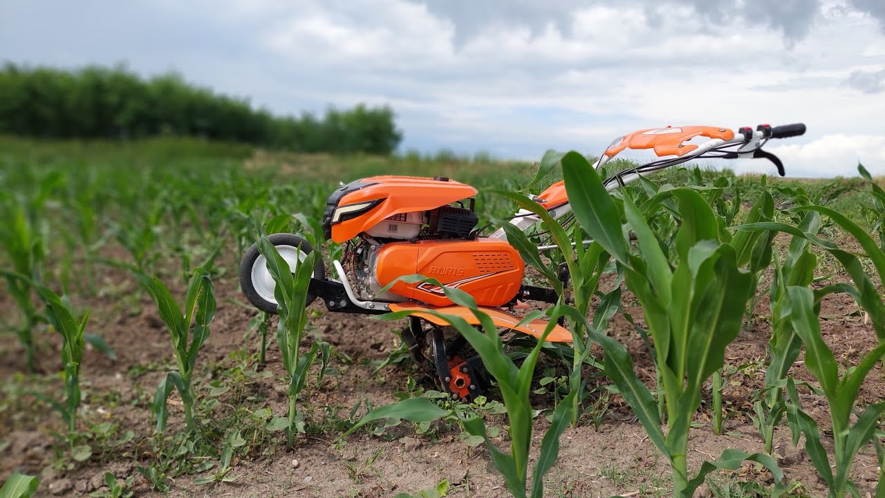 Am fost cu motocultorul Ruris 7500Acc la prășit porumbul!