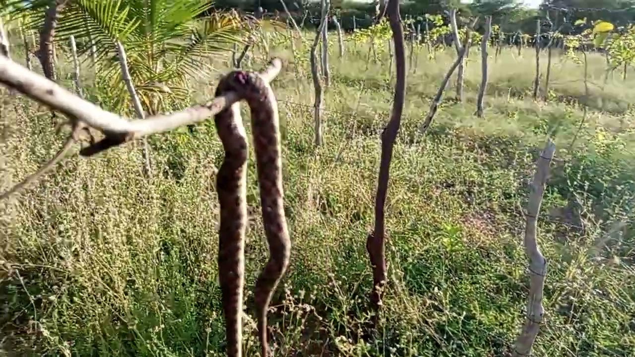 Mais uma fatalidade com cobra jararaca. Infelizmente mais uma cobra morta com a roçadeira.