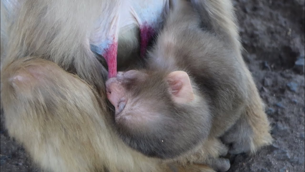 Элегантный Момент Маленькой Обезьянки / monpai monyet baby bibi monkey
