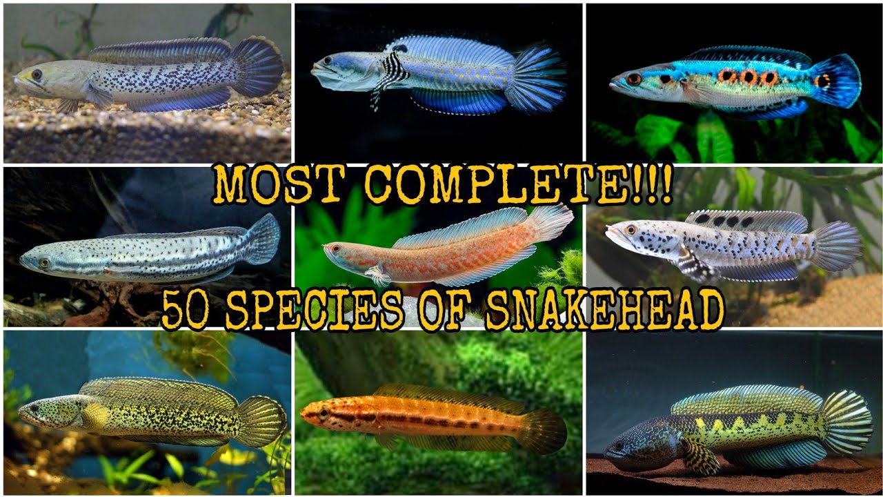 50 SPECIES OF SNAKEHEAD (CHANNA)