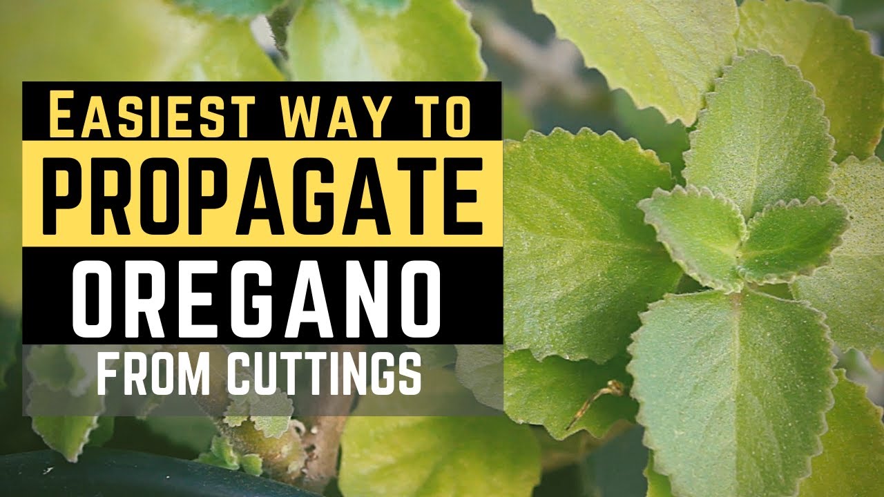 Easiest Way to Propagate Cuban Oregano from Cuttings | with Eng subtitle