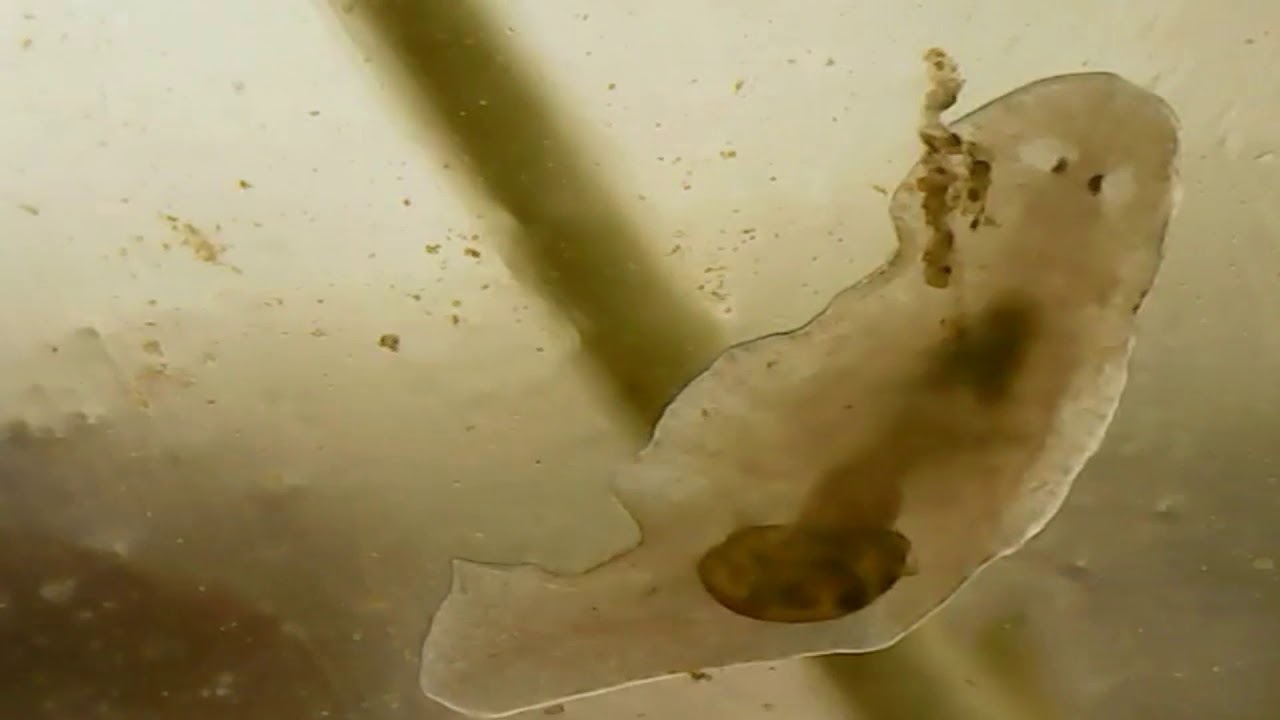 Planaria Eats Snail