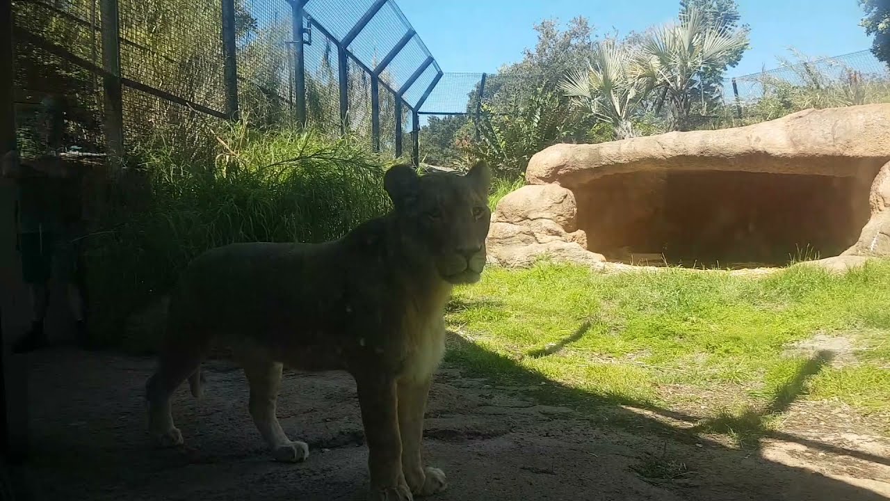 Lioness 🦁 at Perth Zoo