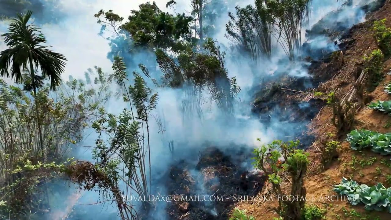 Slash and burn / Sri Lanka Aerial
