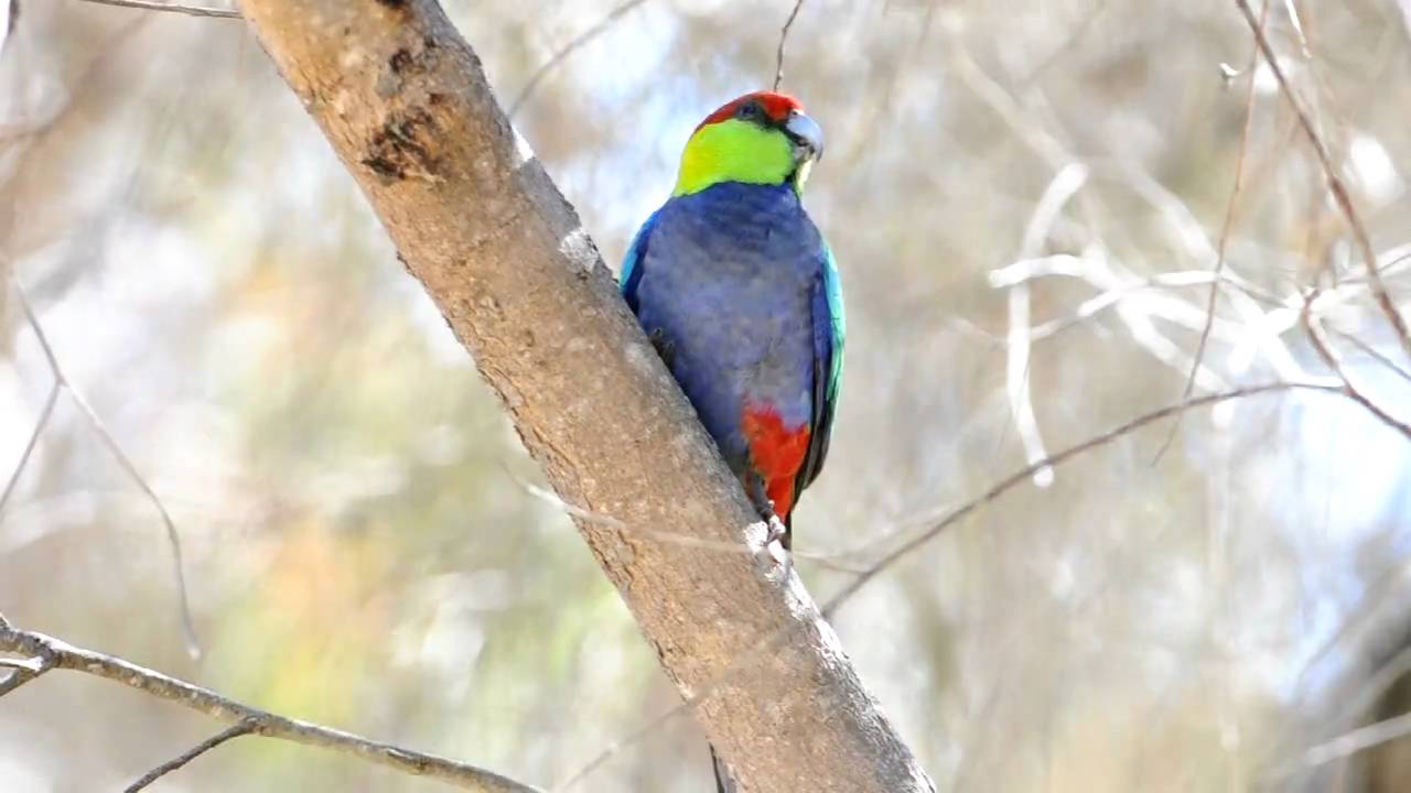 Red-capped Parrot