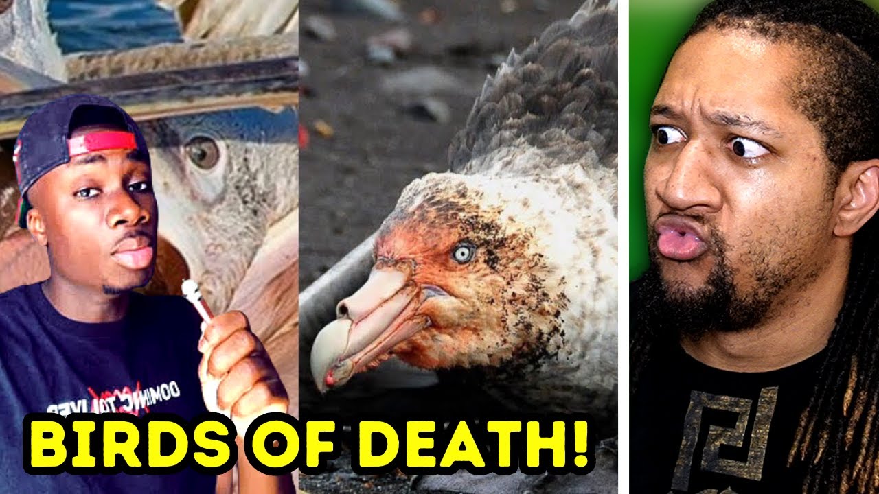 Reaction to Casual Geographic - Why Some Birds Will Never See Heaven