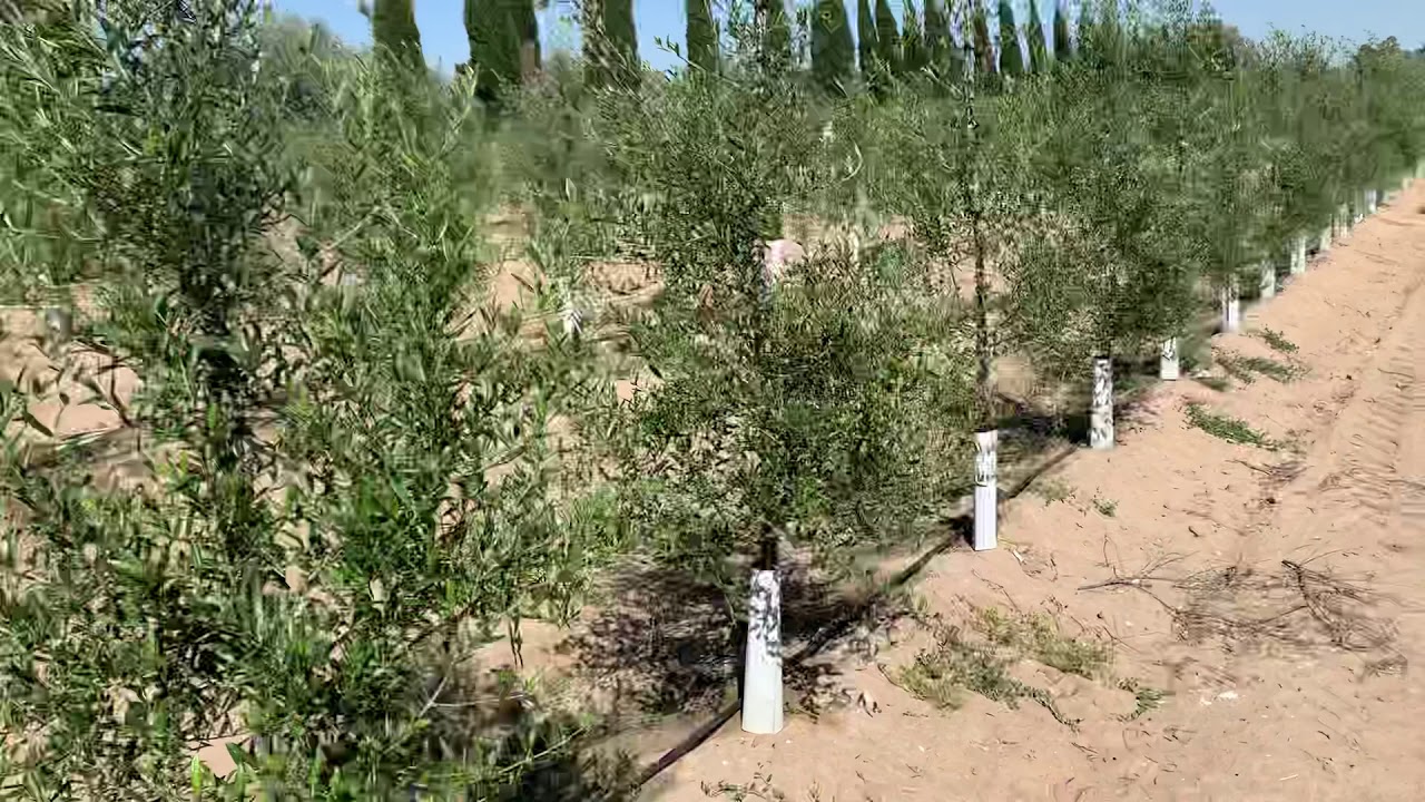 AGRITEC Ingenieros.plantación de olivar superintensivo en sevilla con 12 meses