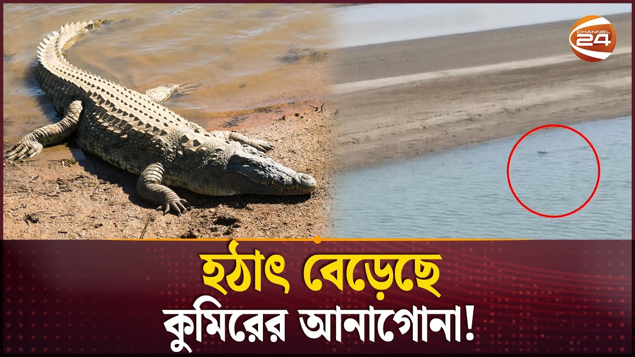 কুষ্টিয়ার গড়াই নদীতে কুমির আতঙ্ক | Crocodile | Kushtia | Channel 24