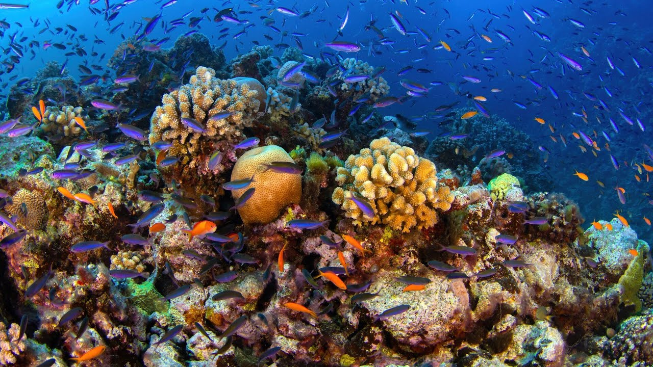 Great Barrier Reef sees record levels of coral despite climate fearmongering
