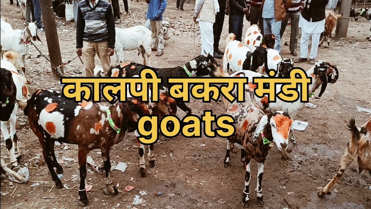 कालपी बकरा मंडी@KGN FARM ग्याभिन् बकरीया