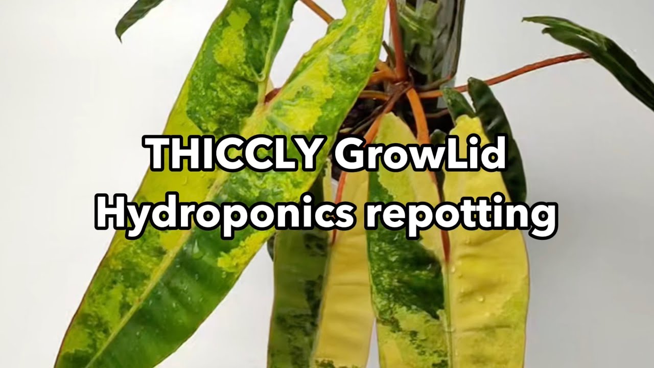 Repotting Variegated Billietiae on a GrowLid