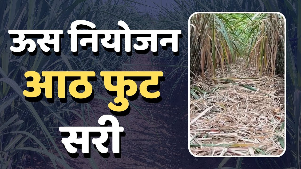 🔰ऊस नियोजन आठ फुट सरी | डॉ. अंकुश चोरमुले | गन्ना मास्टर तंत्रज्ञान |
