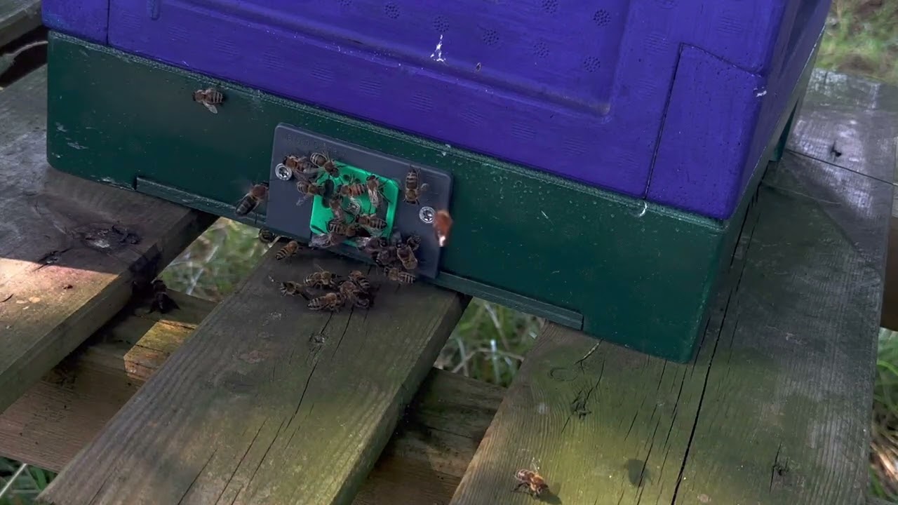 Koningin gaat op bruidsvlucht