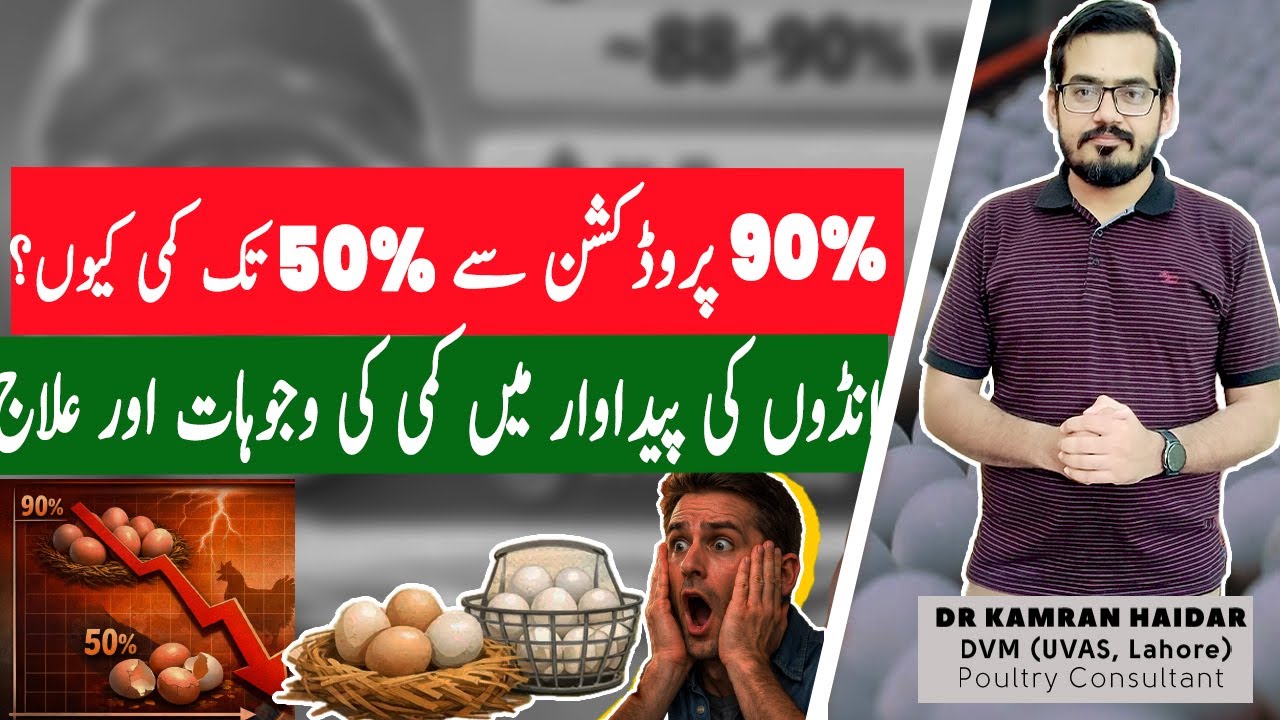 From 90% to 50% Eggs? Sudden Egg Production Loss | Causes, Diagnosis & Emergency Solutions